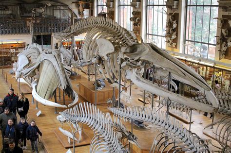 Musée d'histoire naturelle paris : visite, horaires ...