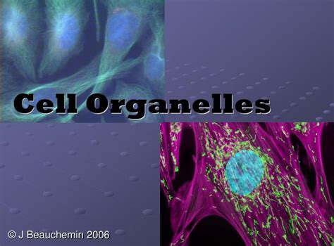 Ppt Cell Organelles Powerpoint Presentation Free Download Id429732