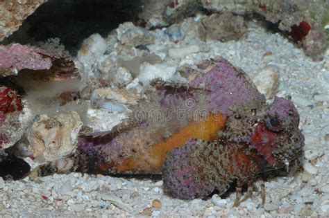 Venomous Creatures In The Red Sea Scorpaena Mystes Pacific Stock Photo