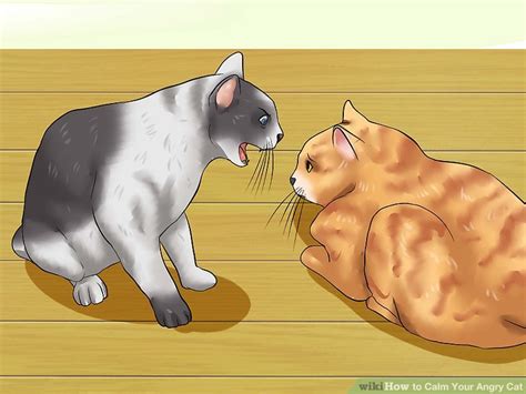 Take responsibility if you want to know how to calm down when angry, you need to figure out why you're feeling irritated and annoyed in the. How to Calm Your Angry Cat (with Pictures) - wikiHow