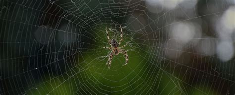 Spider Pest Control Spider Exterminator Spider Control