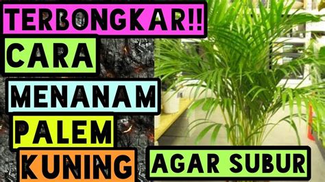 We did not find results for: Cara menanam tanaman palem kuning di pot - YouTube