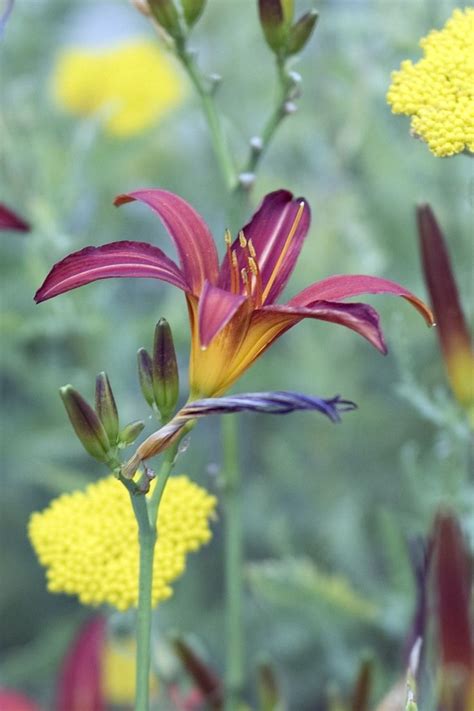 Wenn sie einen feigenbaum schneiden, sollte dies immer zum frühjahr geschehen, wenn es beginnt, wärmer zu werden. Taglilien (Hemerocallis) schneiden und pflegen | Taglilien ...