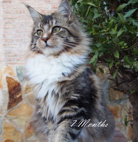 They certainly provide good material for conversation. Xiliam Maine Coon Cattery