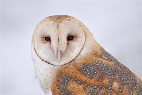 10 Awesome Owl Photos For International Owl Awareness Day