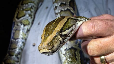 Pythons Invasive And Hungry Are Making Their Way North In Florida