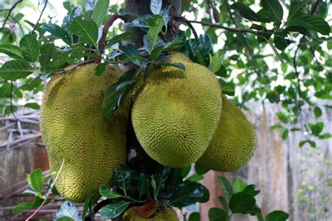 Jackfruit Declared As Official State Fruit Of Kerala Proposal By The