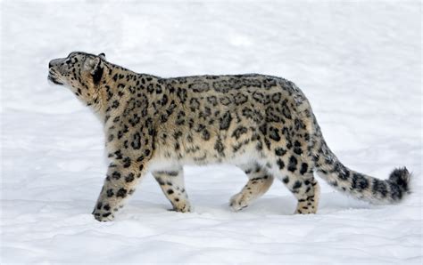 Snow Leopard Facts Behavior Diet Habitat And More