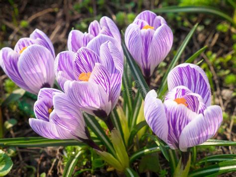 Spring Crocus Flowers Stock Image Image Of Climate Colorful 94967395