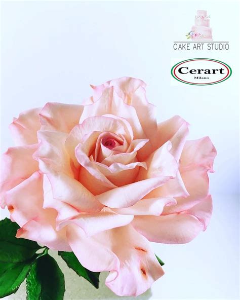 Pink Rose Cake By Cake Art Studio Cakesdecor