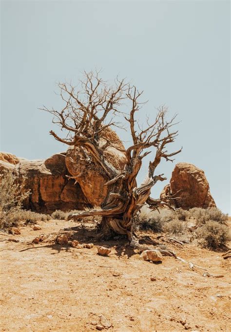 Drought Moab Desert Dead Tree Stones Stock Photos Free And Royalty Free