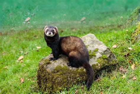 Polecat Vs Ferret Whats The Difference With Pictures Pet Keen