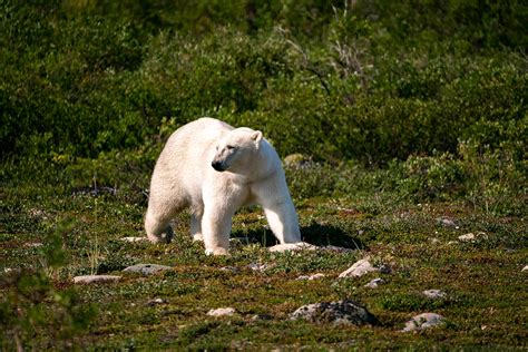 Polar Bears In The Tundra Biome