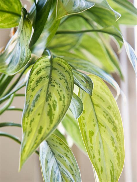 List Of The 10 Best Plants For Cleaning Indoor Air Hgtv
