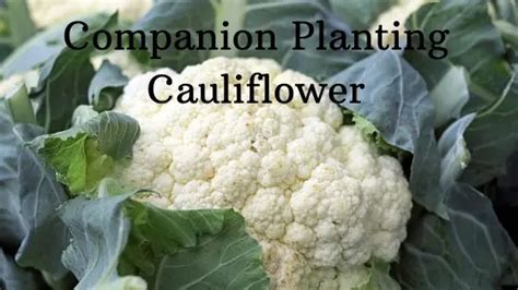 10 Companion Plants For Cauliflower Fenellaiylah