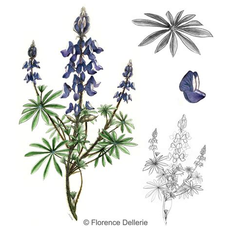 Florence Dellerie Illustration Review Planche Botanique Lupinus