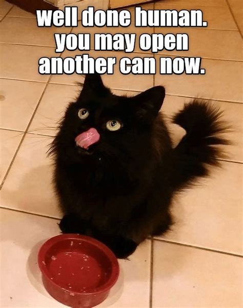 Hungry Cat Cat Memes Funny Cats Cat Brain