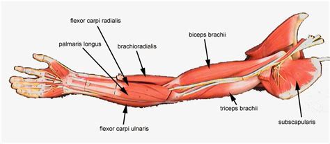 This diagram with labels depicts and explains the details of upper arm muscle. Everyone of us which to have those big guns that only can give an impression | musclesroom