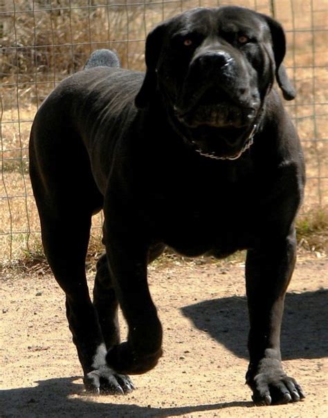 Jack is the black and tan rotterman (rotweiler and dobberman mix breed). Elite Boerboel Litter - due July 2015 | Basildon, Essex ...