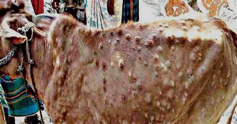 Now Assam Tackles Lumpy Skin Disease In Cattle Amid Covid 19