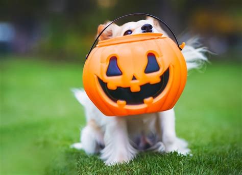 Premium Ai Image Dog Wearing A Ghost Costume Sitting Between Pumpkins