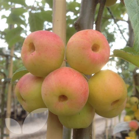 Malus Butterball Crab Apple Fruit Trees For Sale