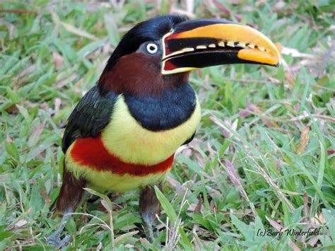 Chestnut Eared Aracari Pteroglossus Castanotis Native To Central