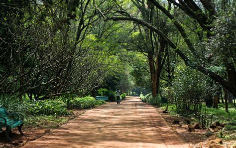 Standard Chartered To Restore Nairobi Arboretum Park
