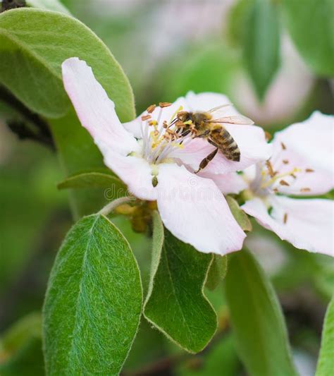 Honey Bee On The Apple Tree Flowers Blossom Closeup Stock Image Image