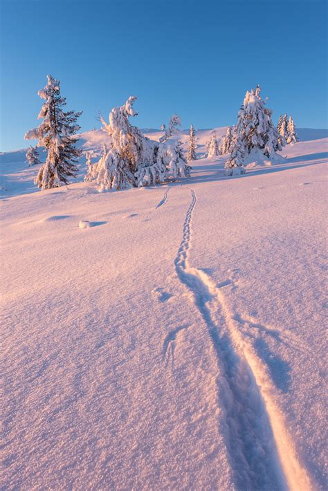 Snowshoe Tour On The Vyöhtjage › Way Up North