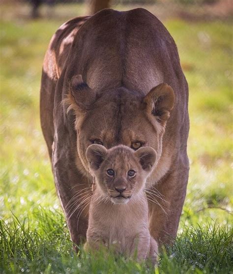 Lion Cub On First Day Outdoor With Her Mom Aww