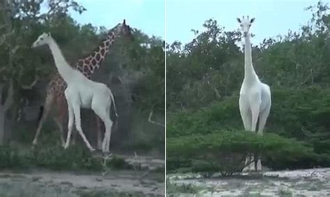 White Giraffes Are Spotted In Kenya And Captured On Video Daily Mail Online