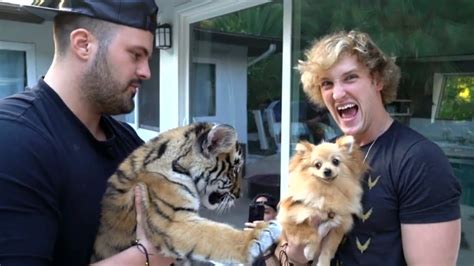 Logan Paul Video Leads To Charges Against Owner Of Baby Tiger Youtube