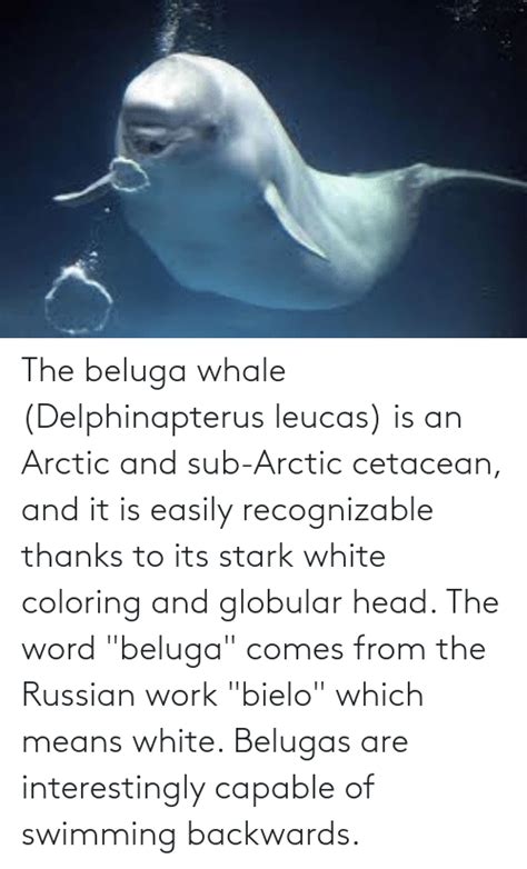 The Beluga Whale Delphinapterus Leucas Is An Arctic And Sub Arctic