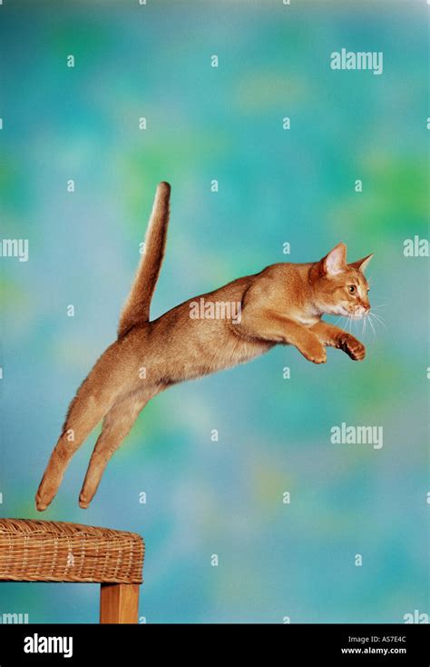 Abyssinian Cat Jumping Stock Photo Alamy