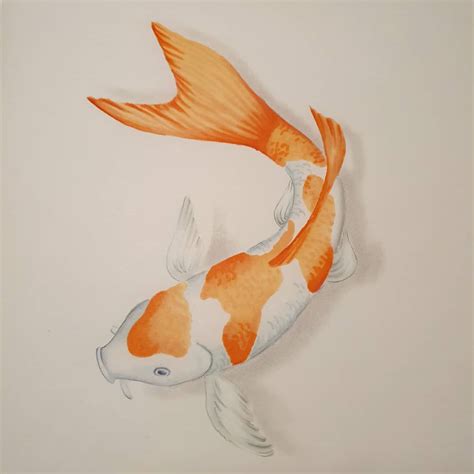12 Stunning Koi Fish Drawing Ideas And Paintings Beautiful Dawn Designs