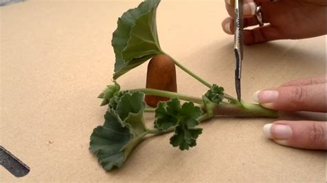 How To Take Pelargoniumgeranium Cuttings Youtube