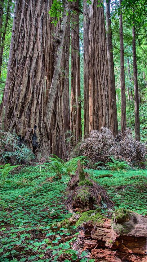25 Best Places To See Redwoods Near San Francisco