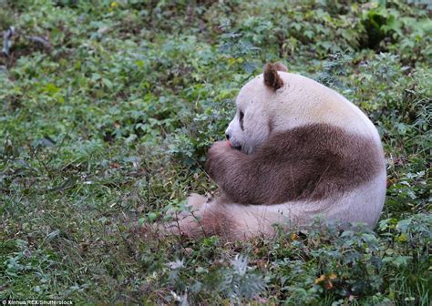 Meet The Worlds Only Living Brown Panda Qizai Brown Panda Panda