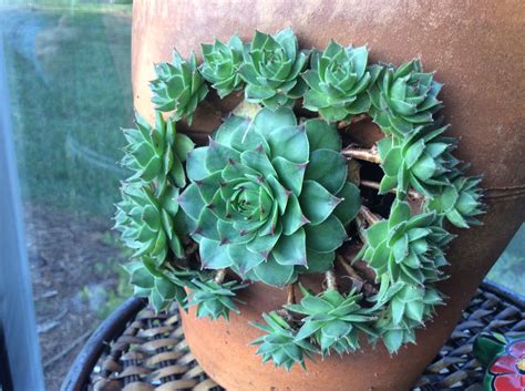 Hen N Chicks Succulent Hens And Chicks Succulents Beauty Crafts