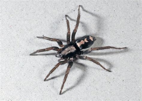 Black Spider With White Design On Back Wolf Spider