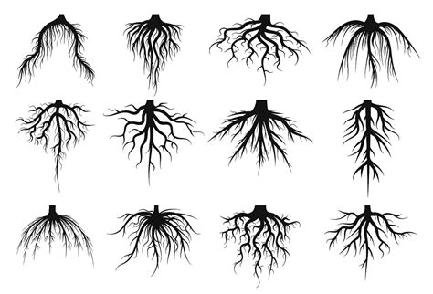 Qué es la raíz pivotante o raíz primaria Lee esta guía