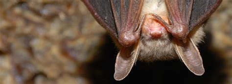 Bat Removal And Control Ehrlich Pest Control