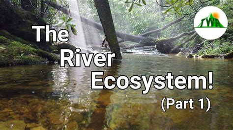 Ecosystems Episode 4 The River Ecosystem 12 Youtube