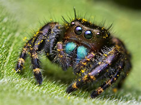 Stunning Macro Photos Of Jumping Spiders By Thomas Shahan