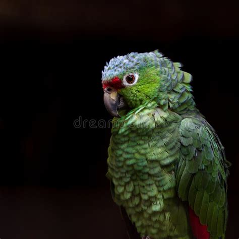 Crimson Fronted Parakeet Aratinga Funschi Portrait Of