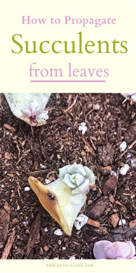 How To Propagate Succulents From Leaves So You Can