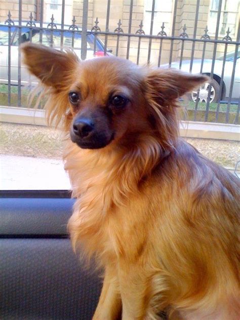 Long Haired Deer Head Chihuahua Mix Pets Lovers