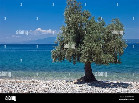 Olive Tree On The Beach Pelion Peninsular Thessaly Greece Stock