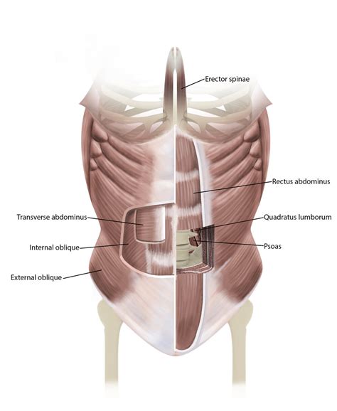 Core Muscle Anatomy